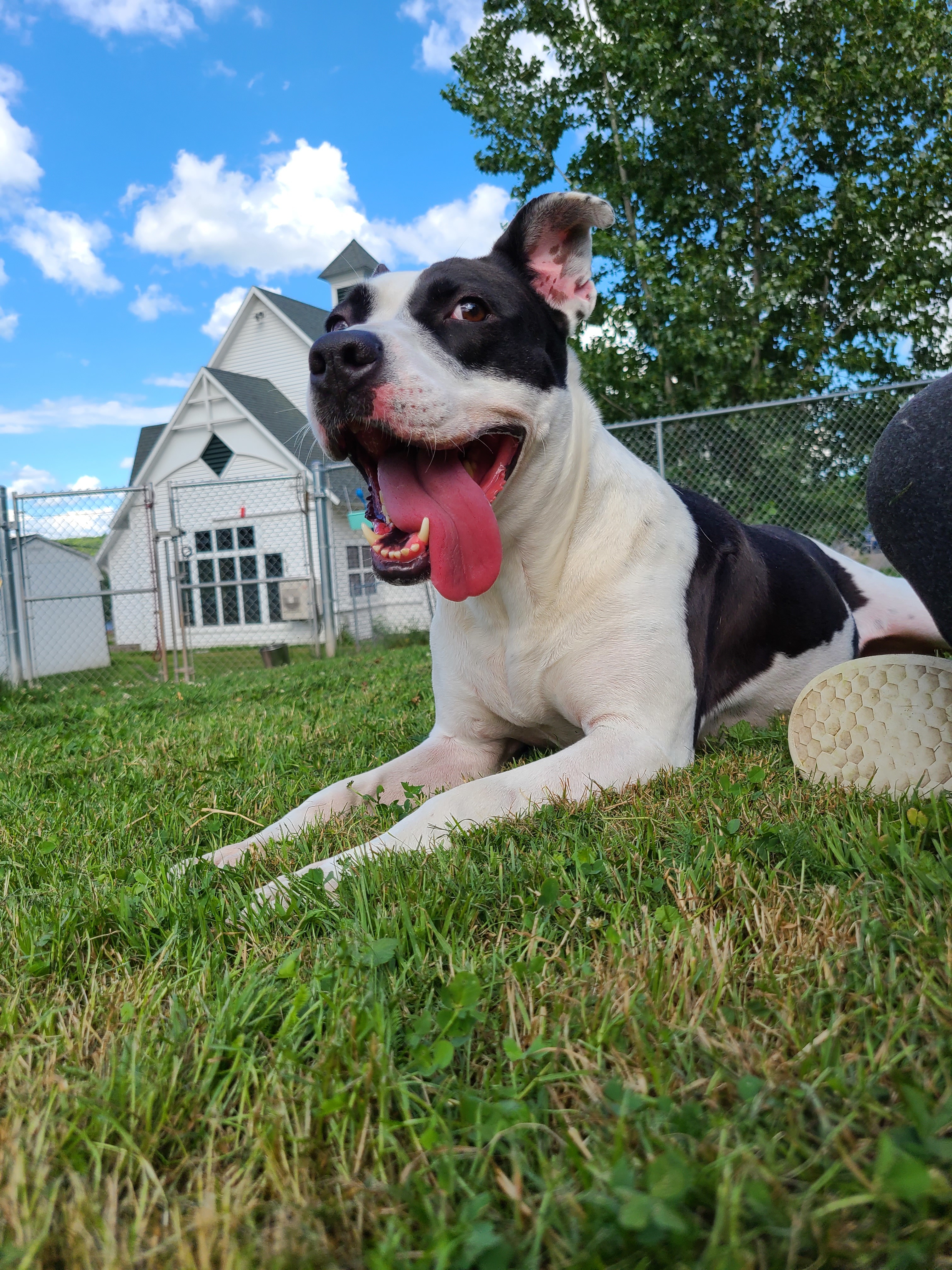 Pepper, an adoptable Terrier in Montrose, PA, 18801 | Photo Image 5