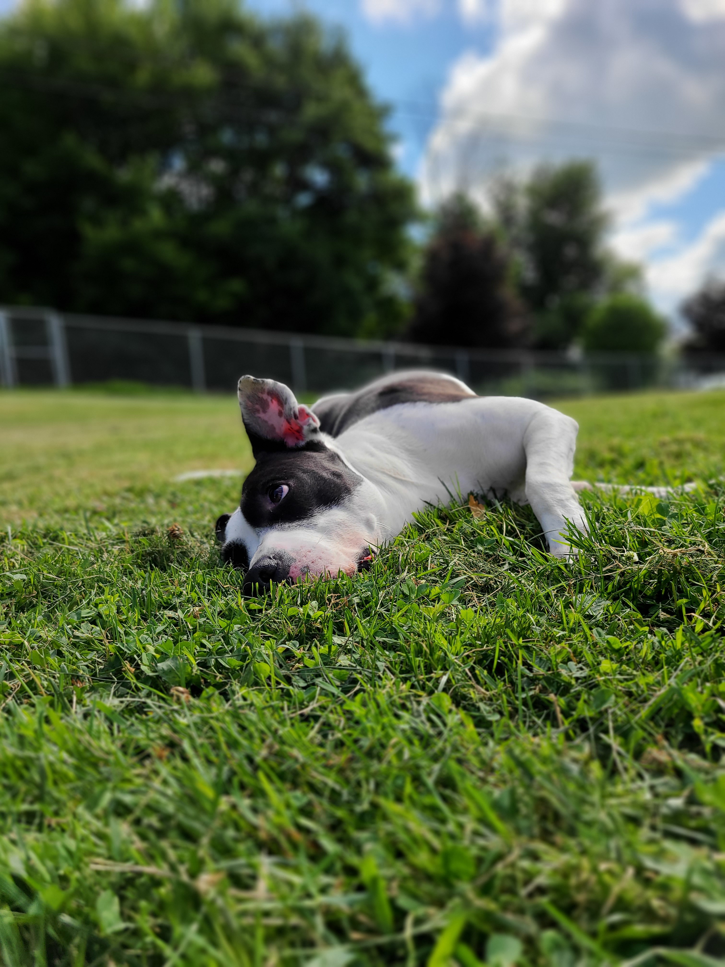 Pepper, an adoptable Terrier in Montrose, PA, 18801 | Photo Image 6