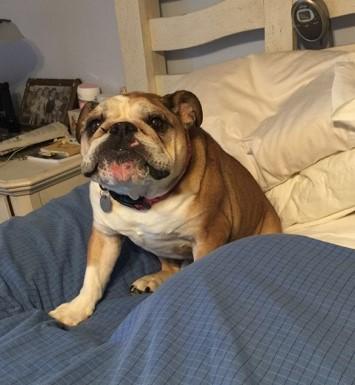 Stella, an adopted English Bulldog in Kingwood, TX_image-3