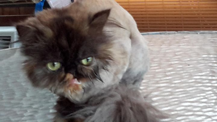 Starlet, an adopted Persian in Beverly Hills, CA_image-2
