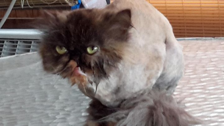 Starlet, an adopted Persian in Beverly Hills, CA_image-3