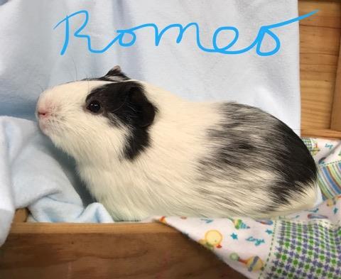 Romeo 1