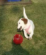 Daisy- Come Meet Me In DC!!!, an adopted Basset Hound Mix in Reston, VA_image-5