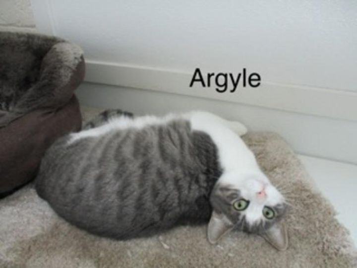 Argyle 2
