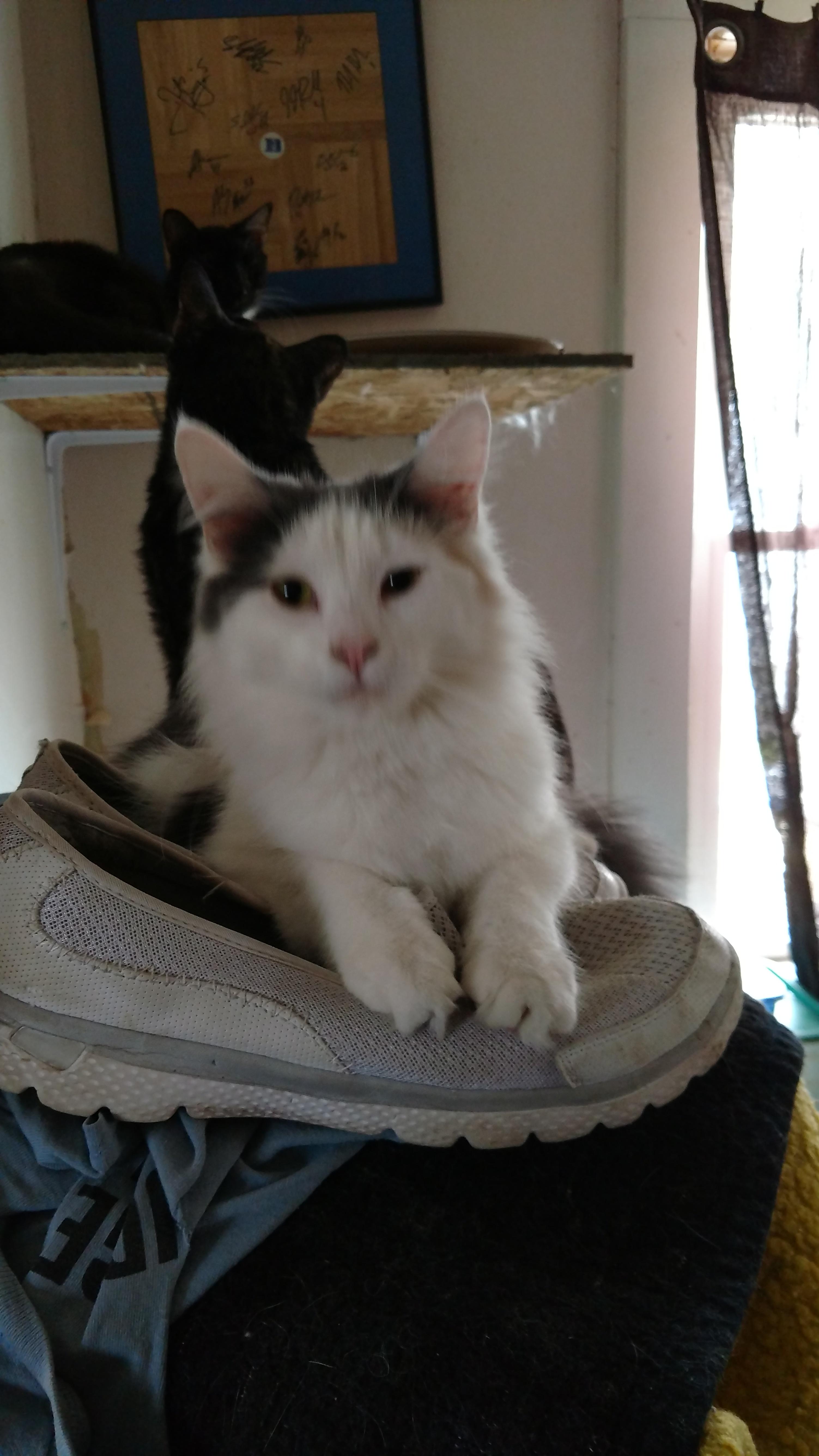 Tisha, an adoptable Calico in Erie, PA, 16509 | Photo Image 1