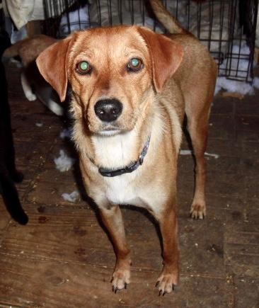 american foxhound yellow lab mix