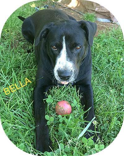 Black lab for store adoption near me