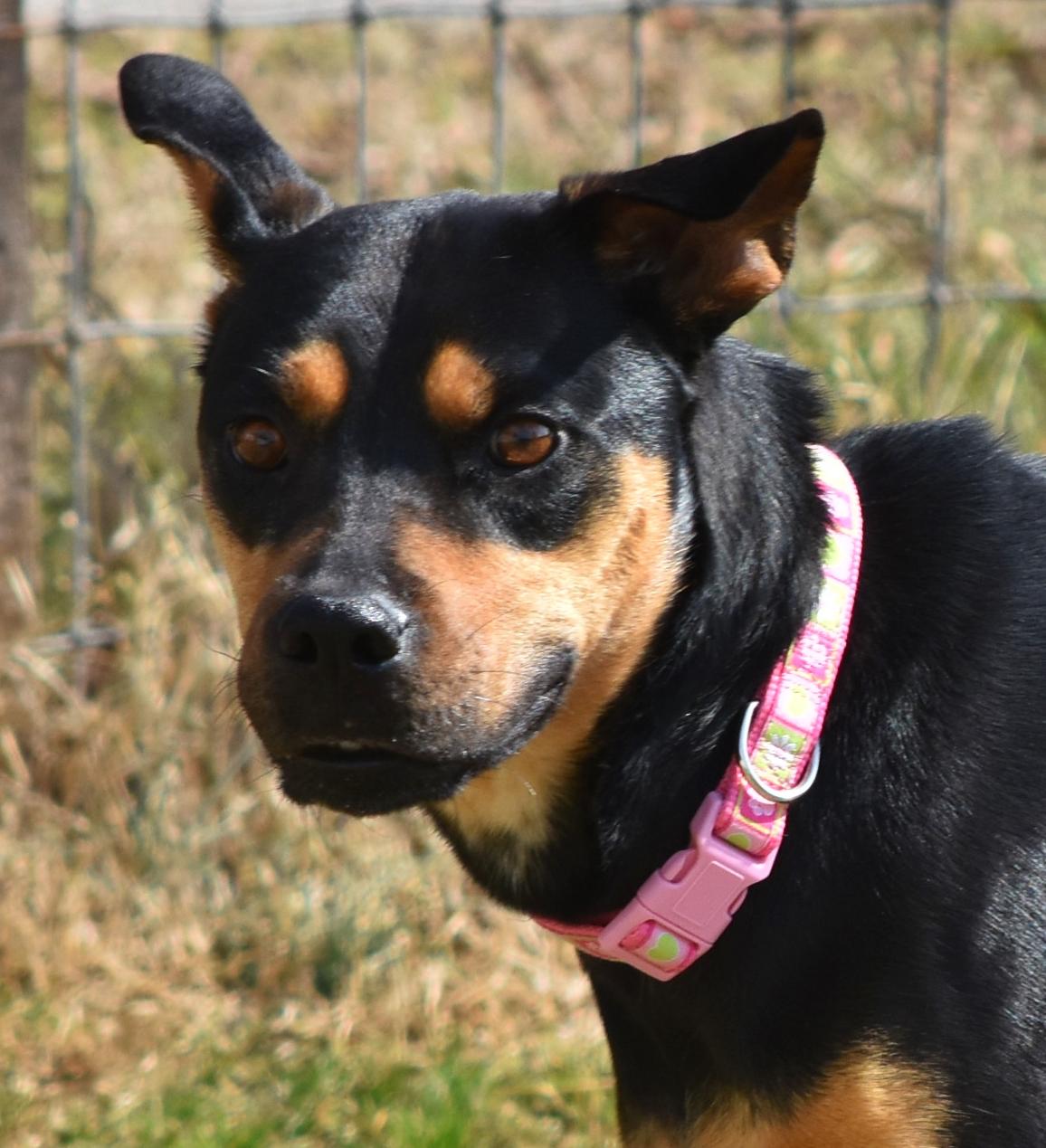 LADY, an adoptable Australian Shepherd, Boxer in TROUTMAN, NC, 28166 | Photo Image 1