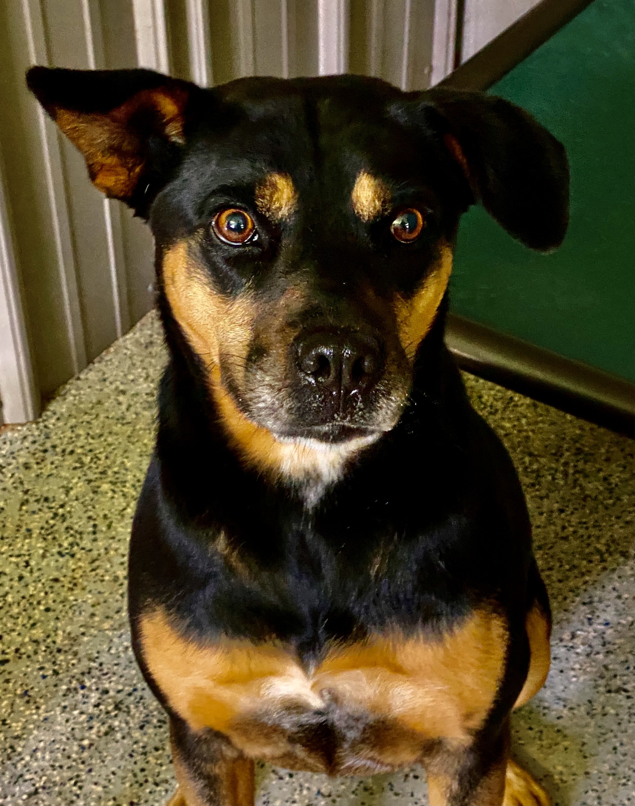 LADY, an adoptable Australian Shepherd, Boxer in TROUTMAN, NC, 28166 | Photo Image 3