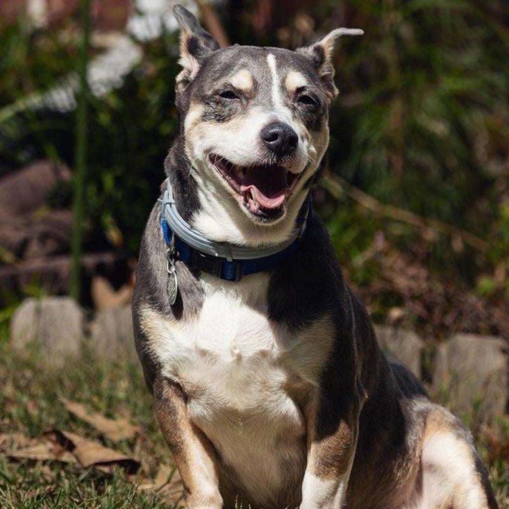 Bowen, an adoptable Dachshund, Parson Russell Terrier in Helena, AL, 35080 | Photo Image 4