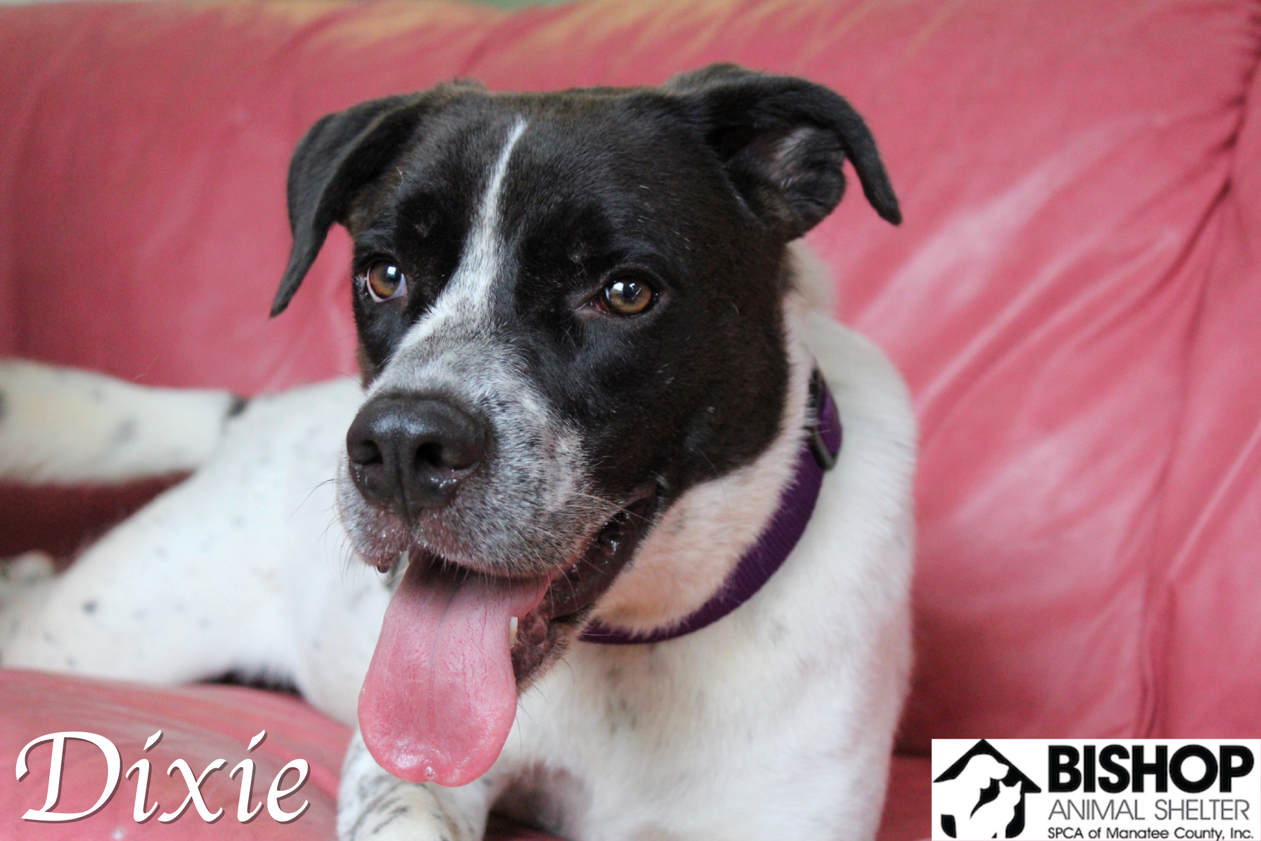 Dixie, an adoptable Mixed Breed in Bradenton, FL, 34209 | Photo Image 2