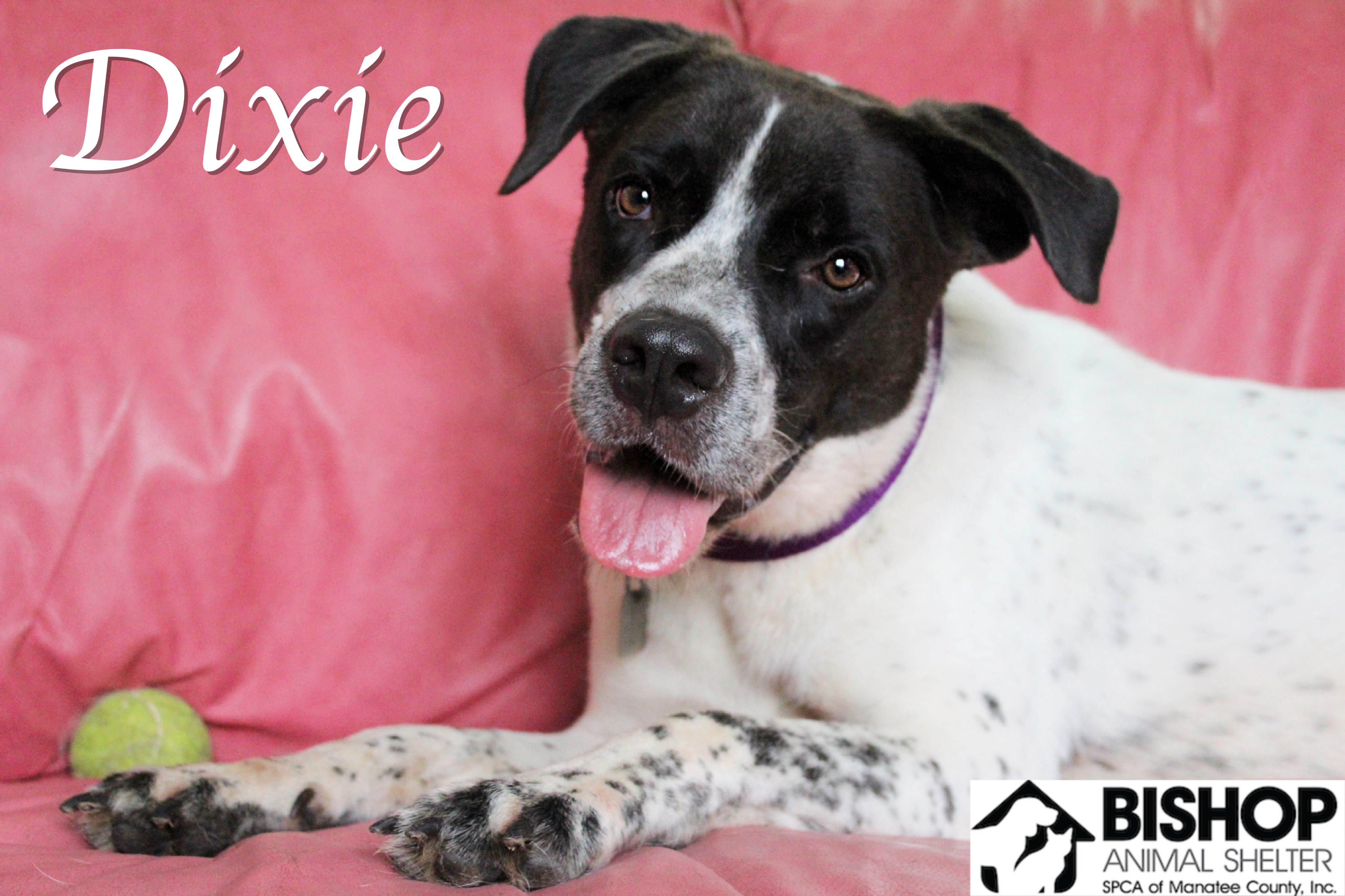 Dixie, an adoptable Mixed Breed in Bradenton, FL, 34209 | Photo Image 3