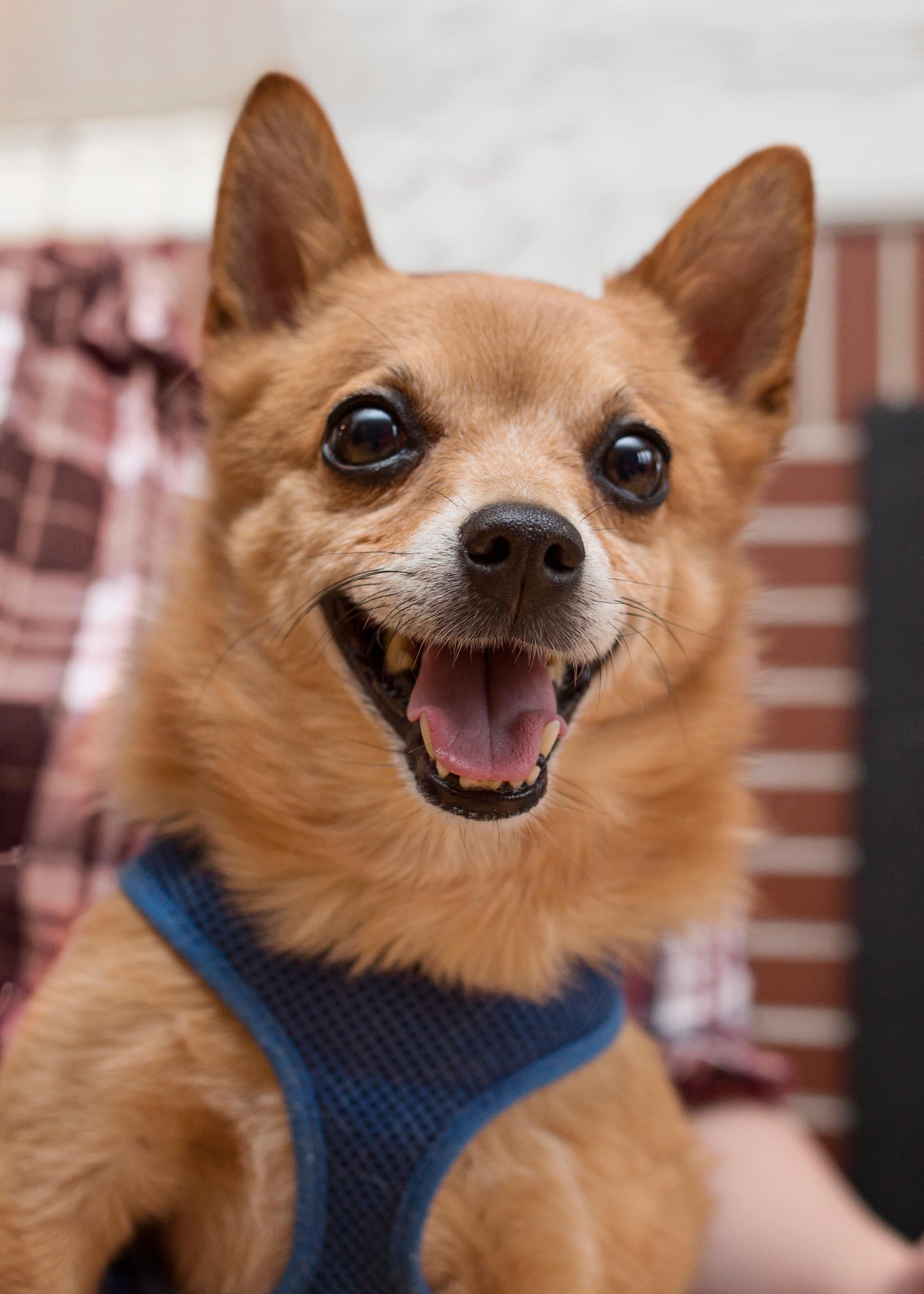 Hendrix, an adoptable Pomeranian, Chihuahua in Milwaukee, WI, 53237 | Photo Image 1