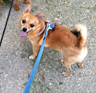 Hendrix, an adoptable Pomeranian, Chihuahua in Milwaukee, WI, 53237 | Photo Image 2