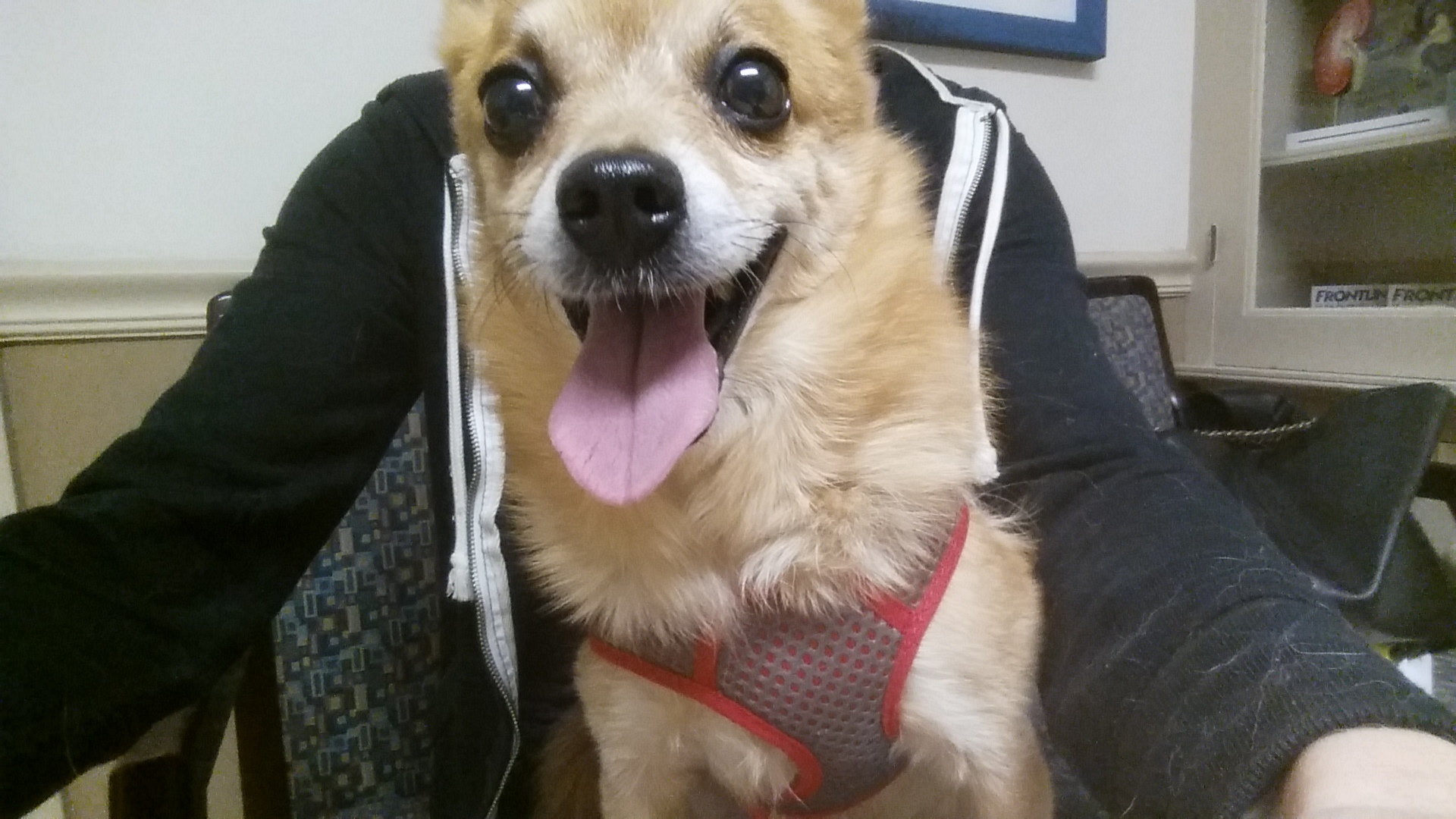 Hendrix, an adoptable Pomeranian, Chihuahua in Milwaukee, WI, 53237 | Photo Image 4