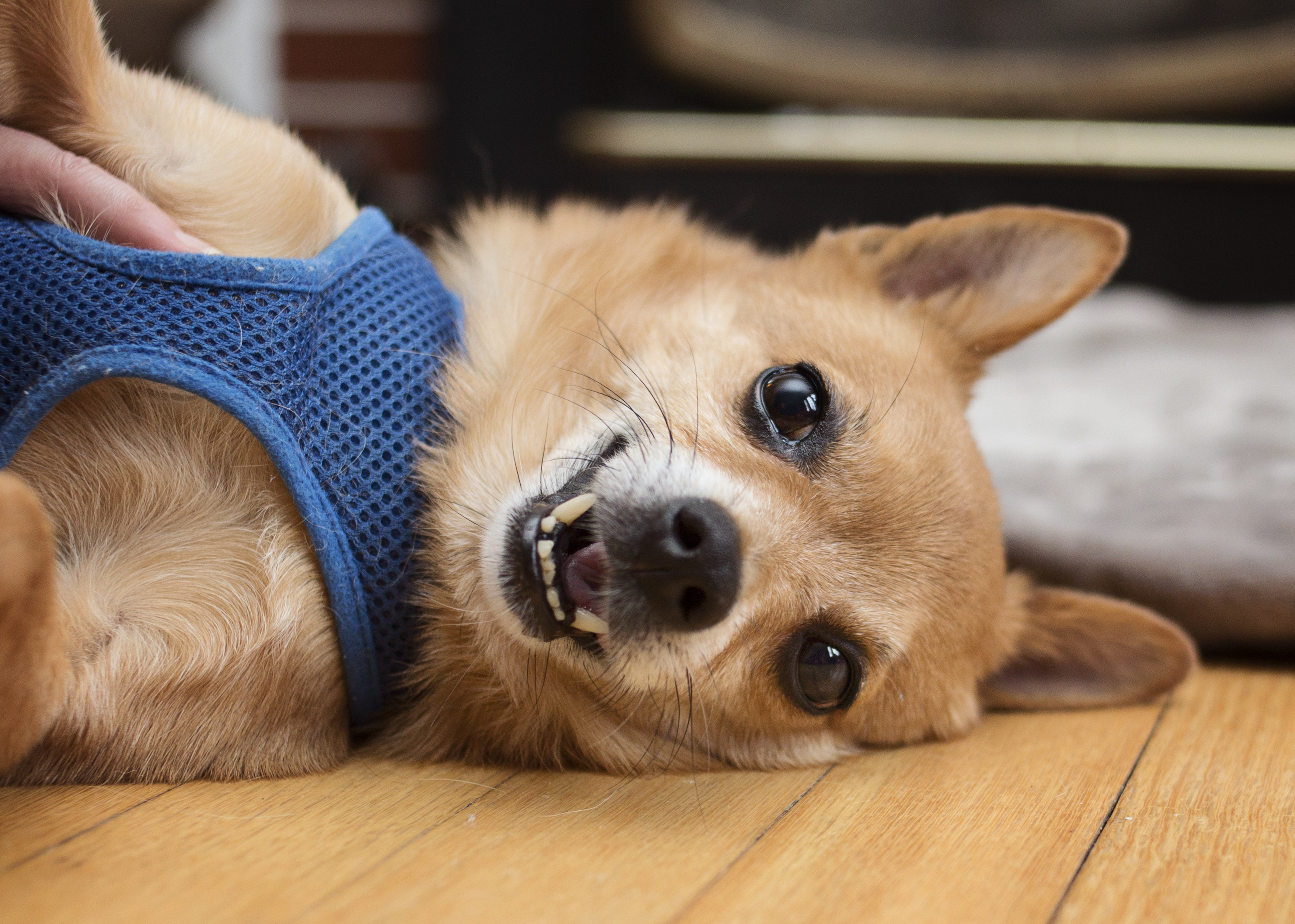 Hendrix, an adoptable Pomeranian, Chihuahua in Milwaukee, WI, 53237 | Photo Image 5