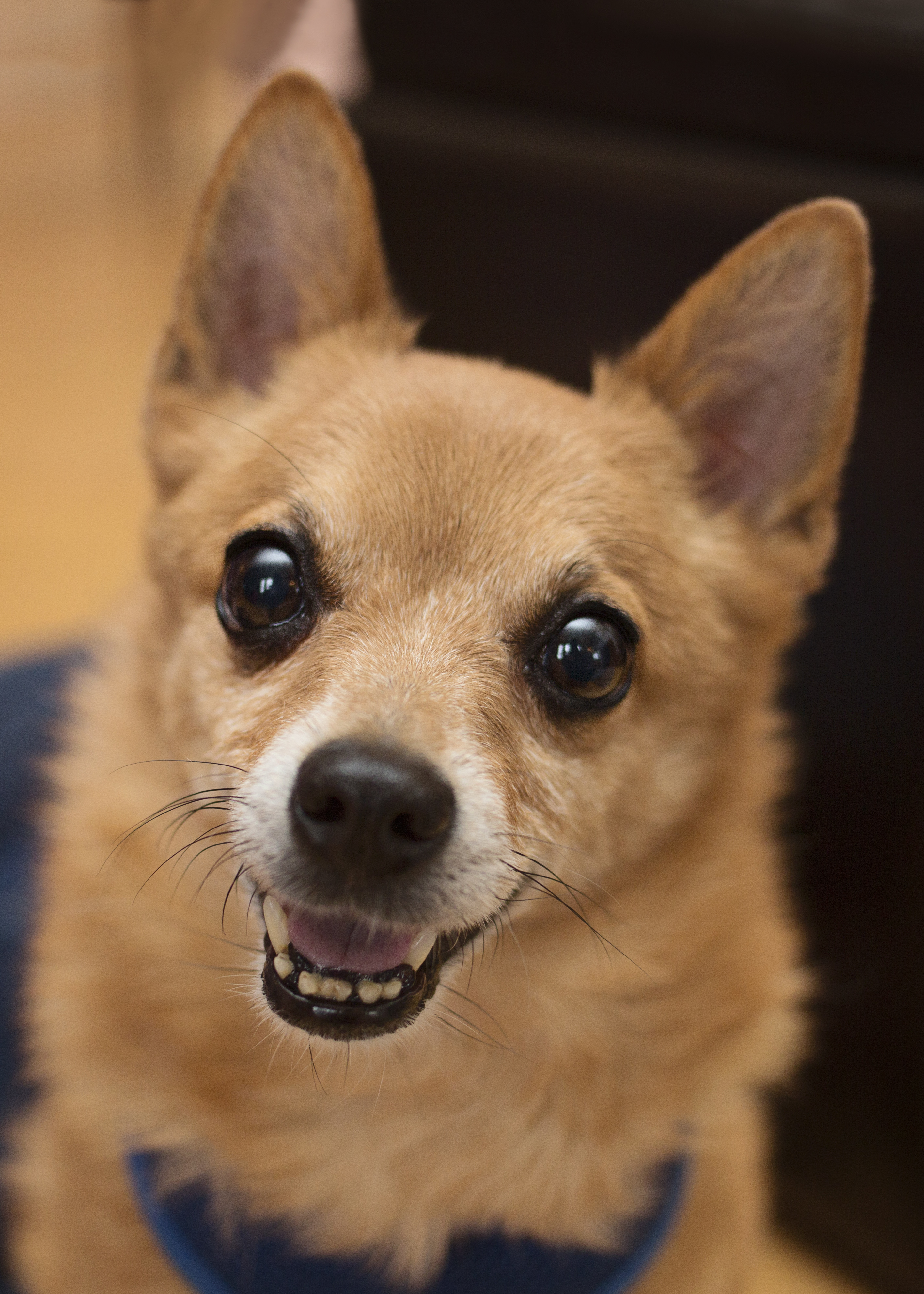 Hendrix, an adoptable Pomeranian, Chihuahua in Milwaukee, WI, 53237 | Photo Image 6