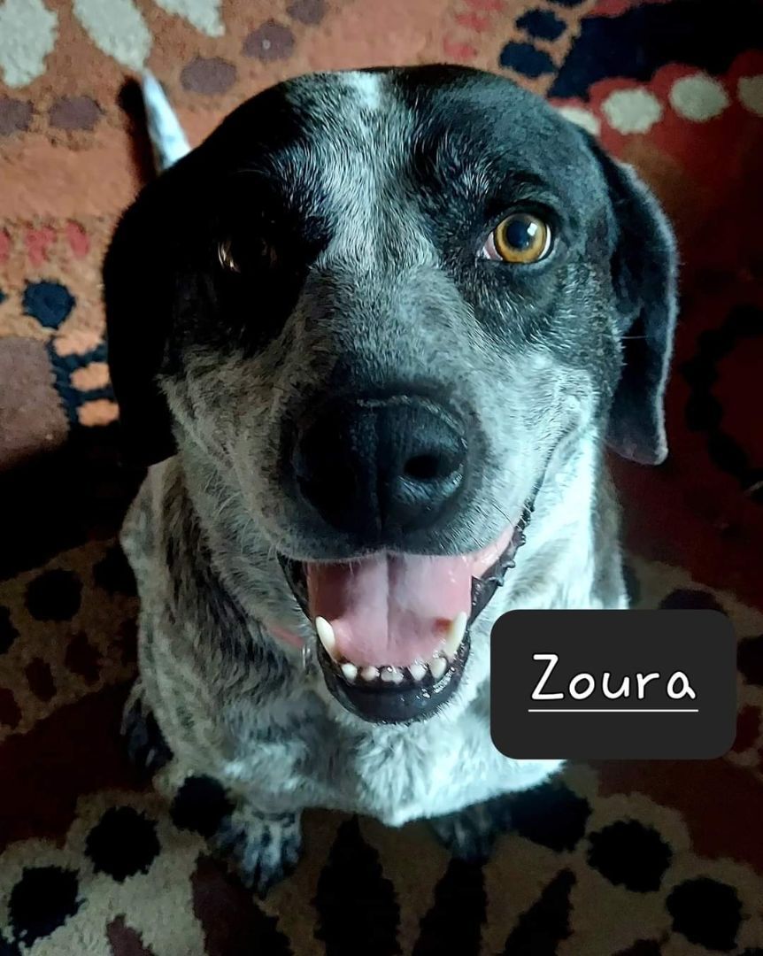 Zoura-DNA tested-check out my video, an adoptable Great Pyrenees, Weimaraner in Fort Worth, TX, 76124 | Photo Image 1