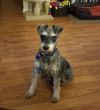 Adopt a Standard Schnauzer | Dog Breeds | Petfinder