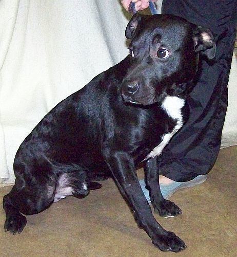 Buddy, an adoptable Border Collie, Labrador Retriever in Grantville, PA, 17055 | Photo Image 1