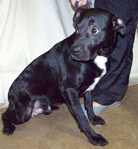 Dog For Adoption - Buddy, A Border Collie & Labrador Retriever Mix In  Grantville, Pa | Petfinder
