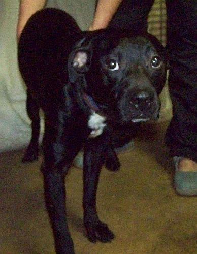 Buddy, an adoptable Border Collie, Labrador Retriever in Grantville, PA, 17055 | Photo Image 2