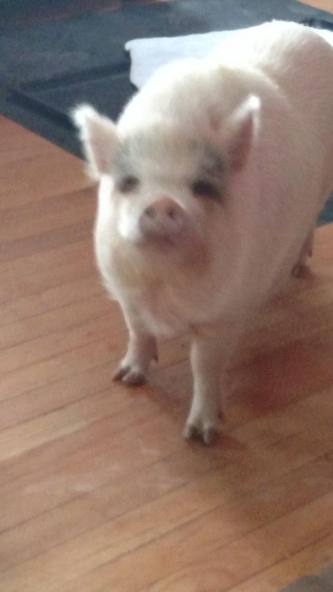 Porketta Pig Pig