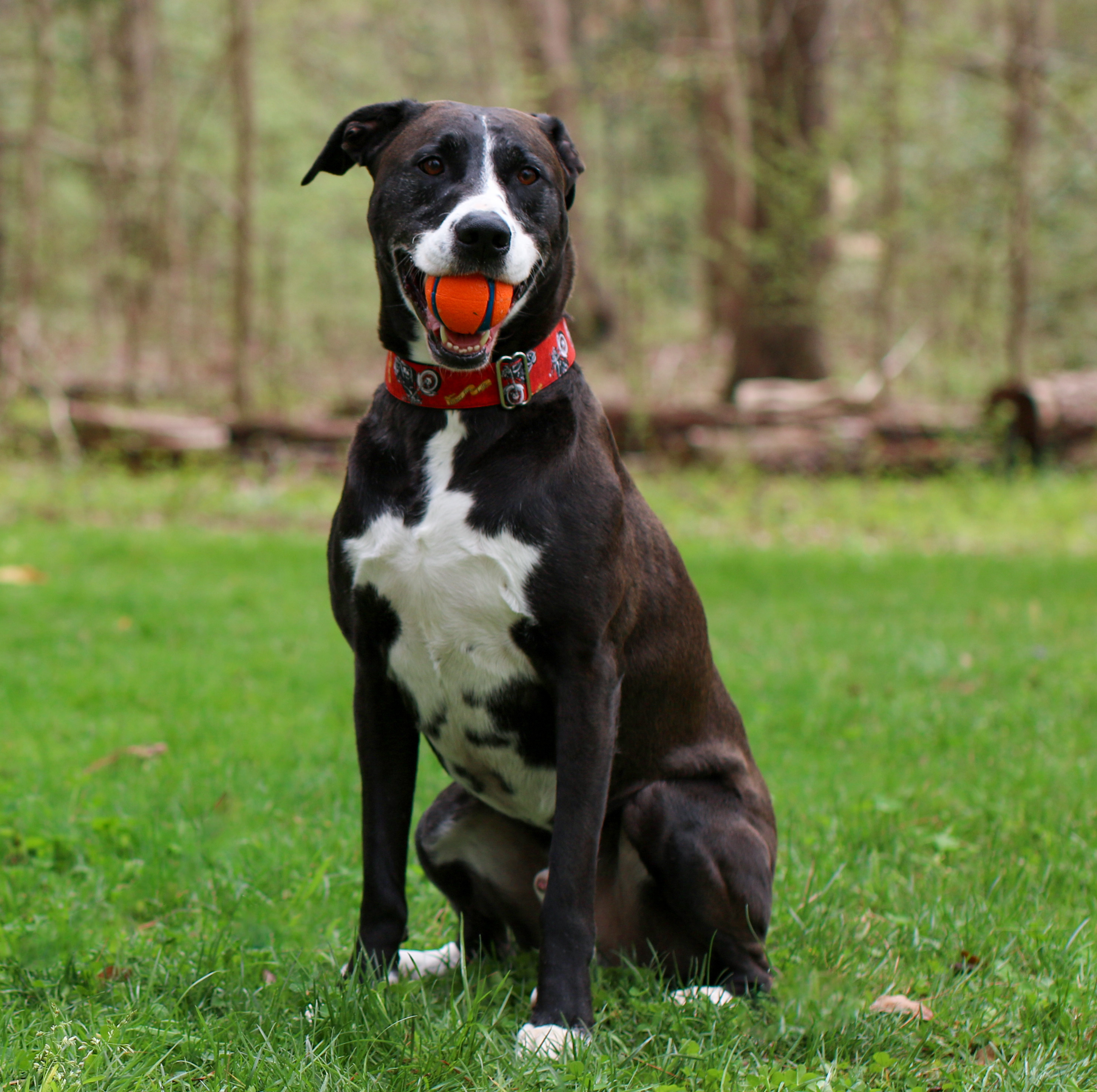 Jonathan, an adoptable Treeing Walker Coonhound, Pit Bull Terrier in Charlotte, NC, 28215 | Photo Image 2