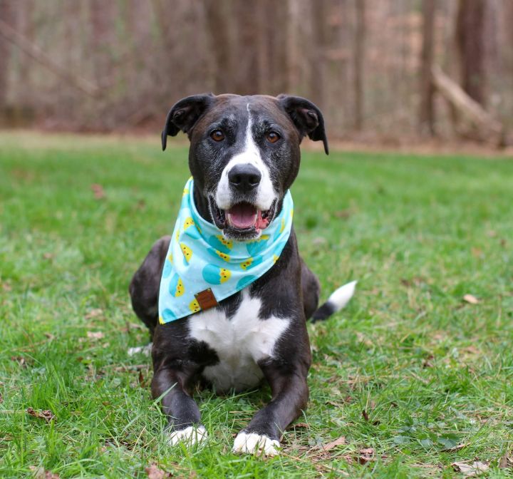 Dog for adoption - Jonathan, a Treeing Walker Coonhound & Pit Bull ...