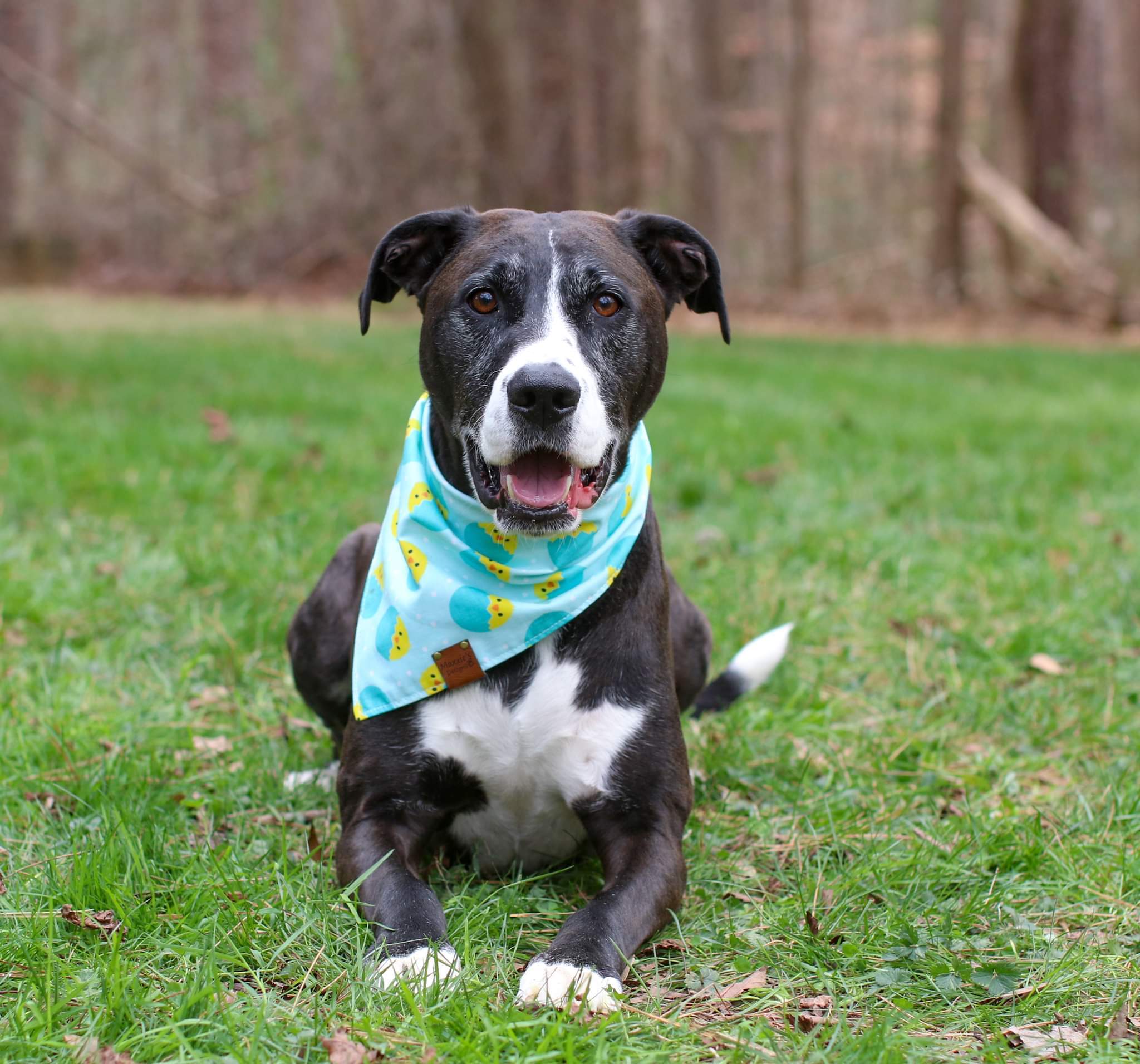 Jonathan, an adoptable Treeing Walker Coonhound, Pit Bull Terrier in Charlotte, NC, 28215 | Photo Image 3
