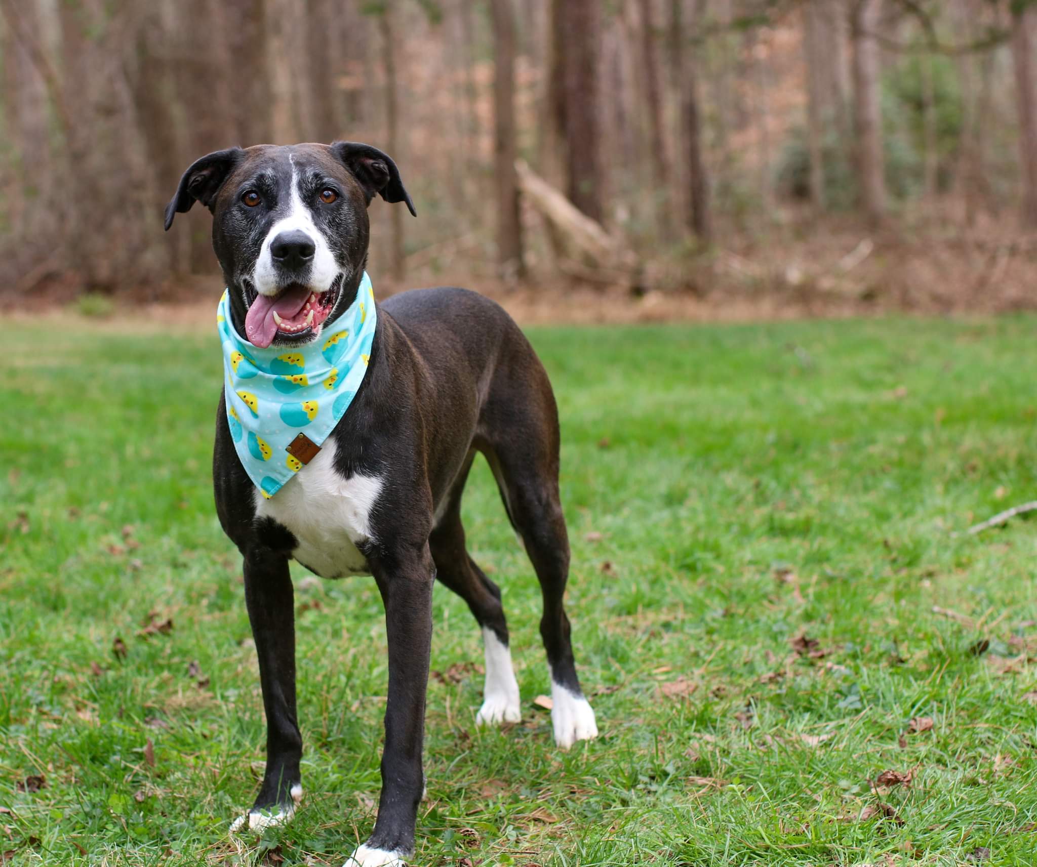 Jonathan, an adoptable Treeing Walker Coonhound, Pit Bull Terrier in Charlotte, NC, 28215 | Photo Image 4
