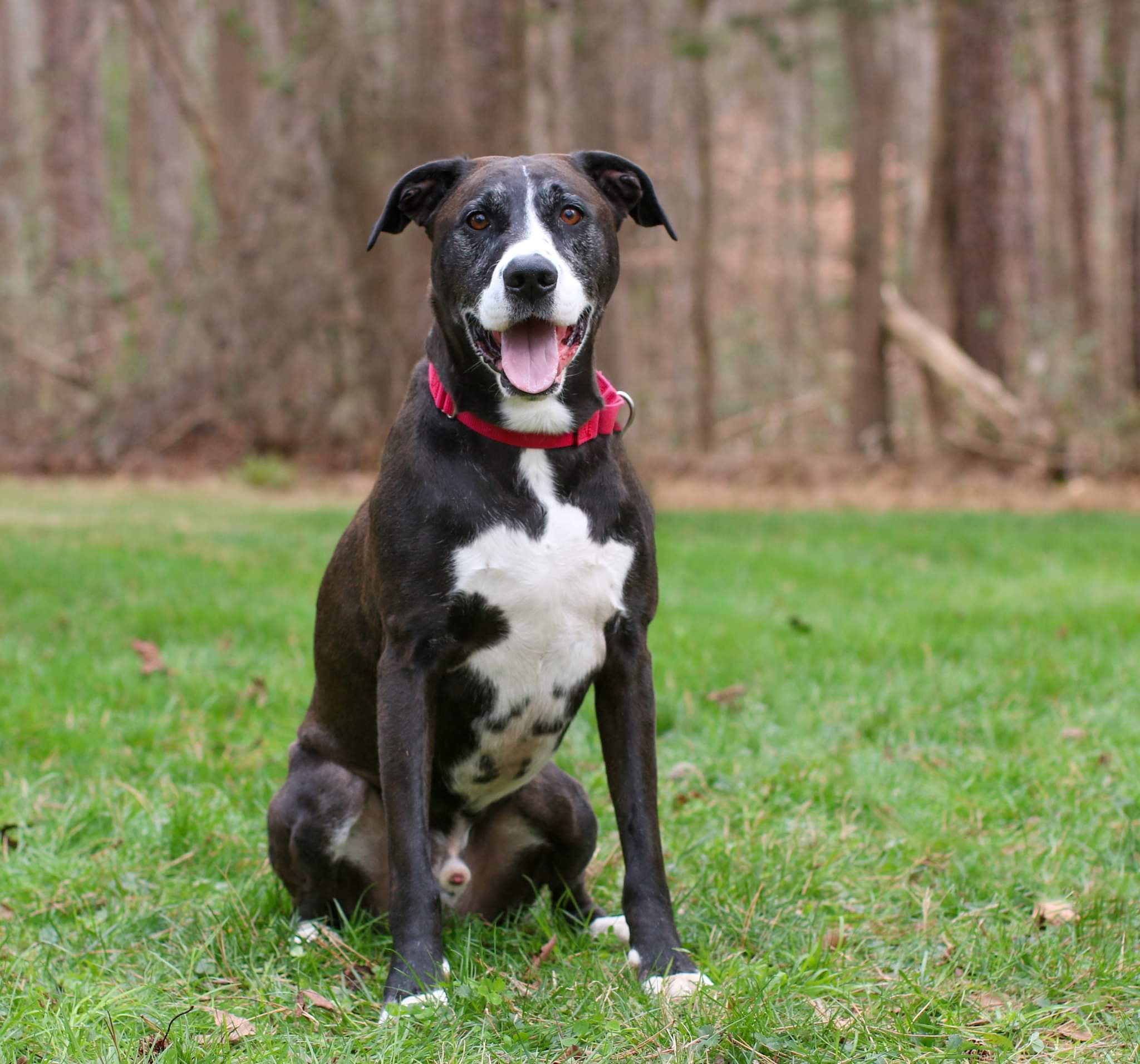 Jonathan, an adoptable Treeing Walker Coonhound, Pit Bull Terrier in Charlotte, NC, 28215 | Photo Image 5