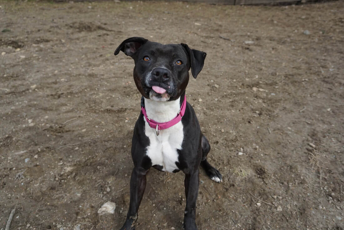 Delilah - loyal, affectionate, athletic, exuberant and joyful, an adoptable Staffordshire Bull Terrier, Boxer in Ossining, NY, 10562 | Photo Image 3