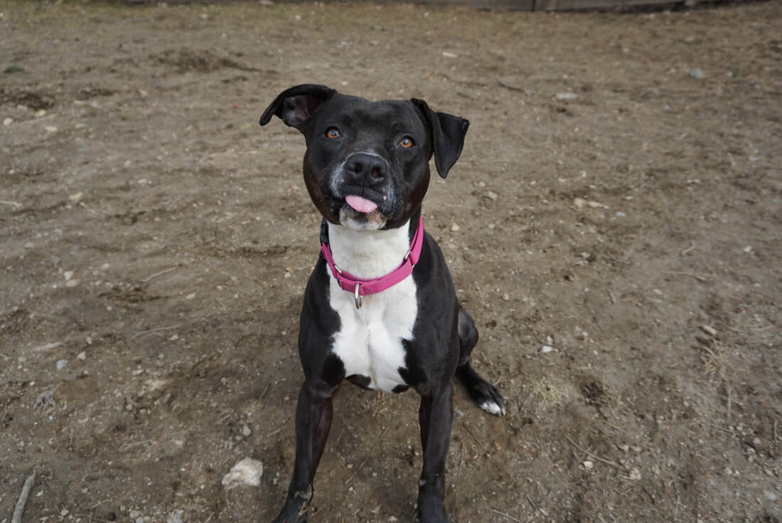 Delilah, an adoptable Staffordshire Bull Terrier, Boxer in Ossining, NY, 10562 | Photo Image 3