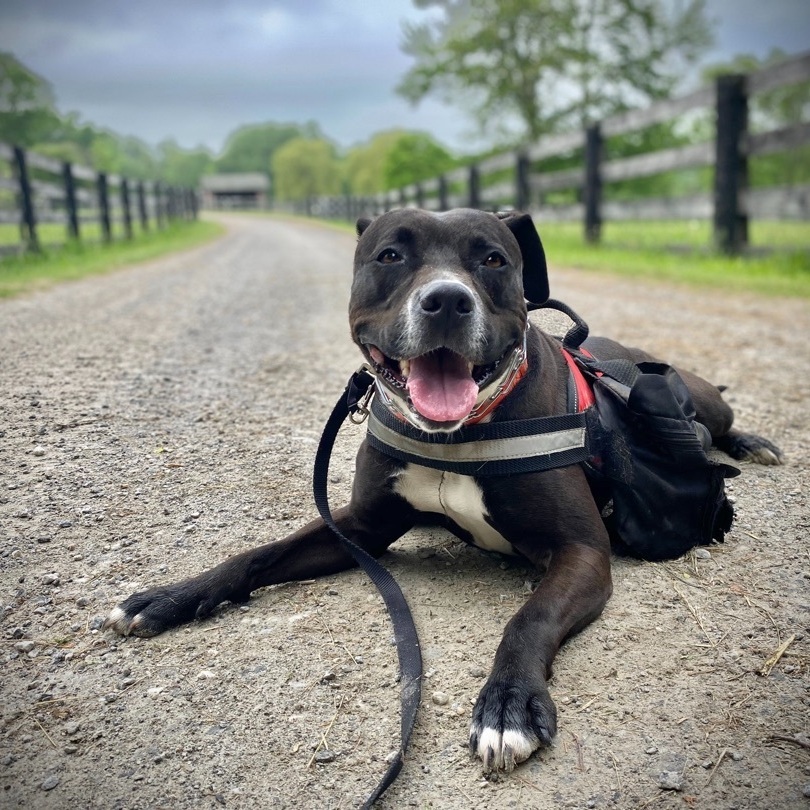 Delilah - loyal, affectionate, athletic, exuberant and joyful, an adoptable Staffordshire Bull Terrier, Boxer in Ossining, NY, 10562 | Photo Image 4