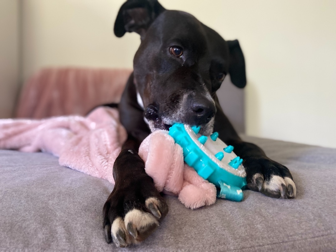 Delilah - loyal, affectionate, athletic, exuberant and joyful, an adoptable Staffordshire Bull Terrier, Boxer in Ossining, NY, 10562 | Photo Image 5