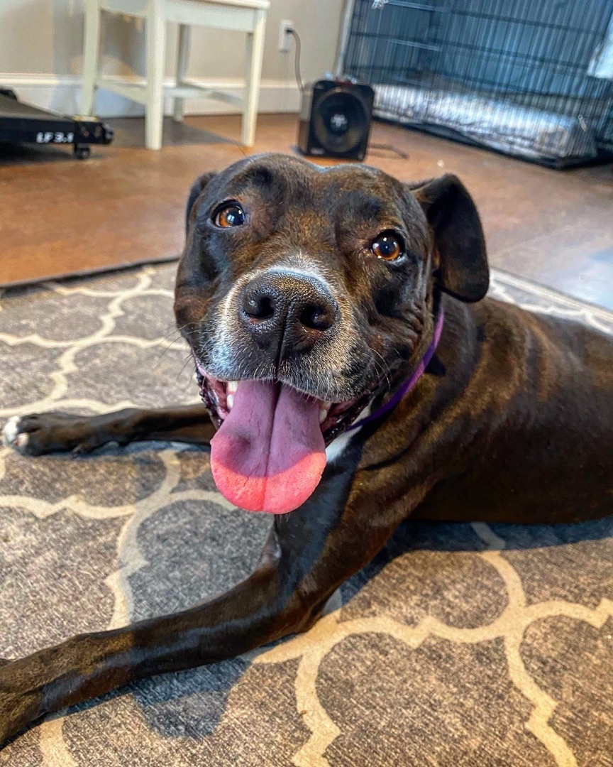 Delilah - loyal, affectionate, athletic, exuberant and joyful, an adoptable Staffordshire Bull Terrier, Boxer in Ossining, NY, 10562 | Photo Image 1