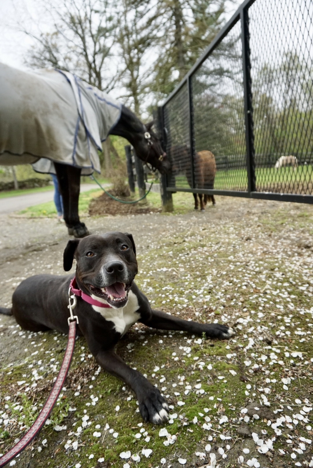 Delilah - loyal, affectionate, athletic, exuberant and joyful, an adoptable Staffordshire Bull Terrier, Boxer in Ossining, NY, 10562 | Photo Image 6
