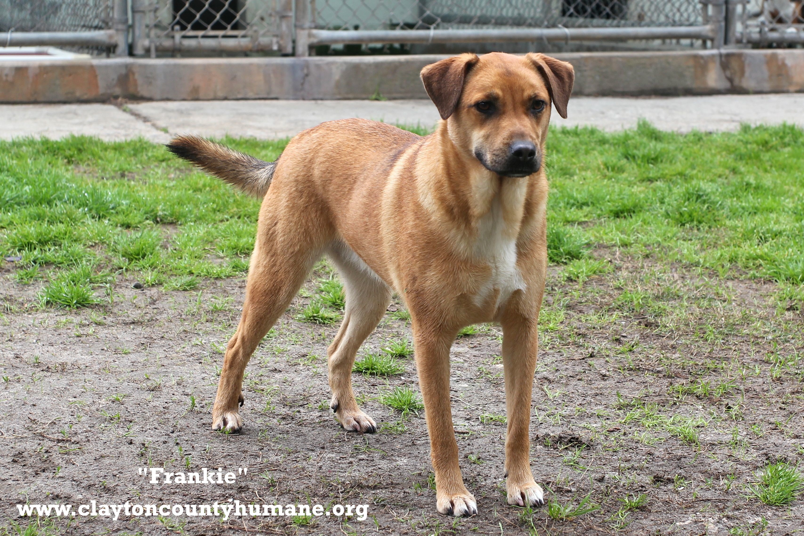 Frankie, an adoptable Shepherd, Labrador Retriever in Jonesboro, GA, 30236 | Photo Image 4