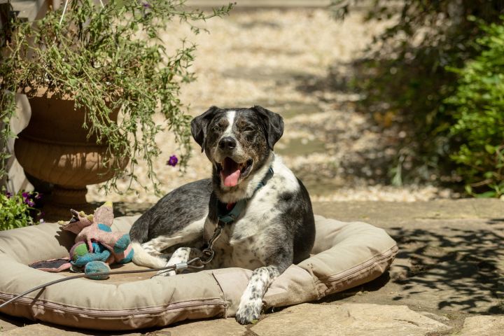 Earl, an adopted Australian Shepherd & Catahoula Leopard Dog Mix in Northville, MI_image-5