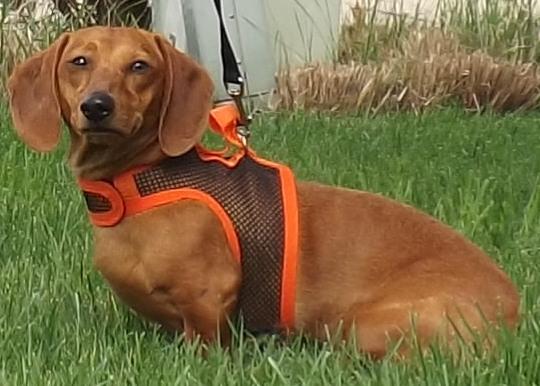 Henry, an adoptable Dachshund in Lebanon, OH, 45036 | Photo Image 1