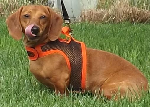 Henry, an adoptable Dachshund in Lebanon, OH, 45036 | Photo Image 2