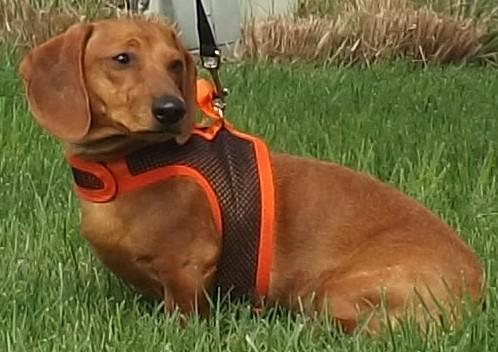 Henry, an adoptable Dachshund in Lebanon, OH, 45036 | Photo Image 3