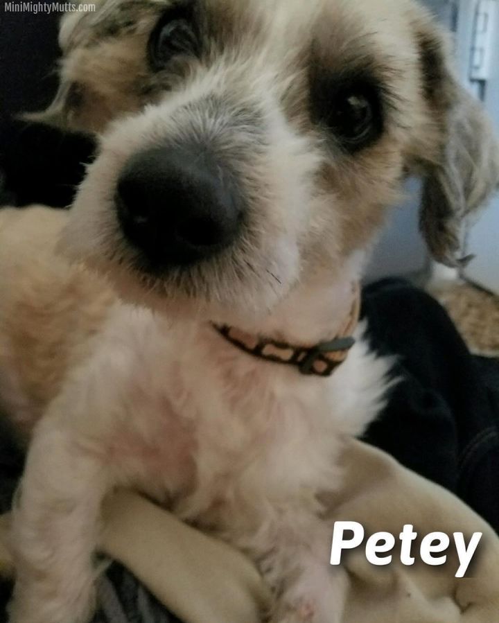 Petey 3