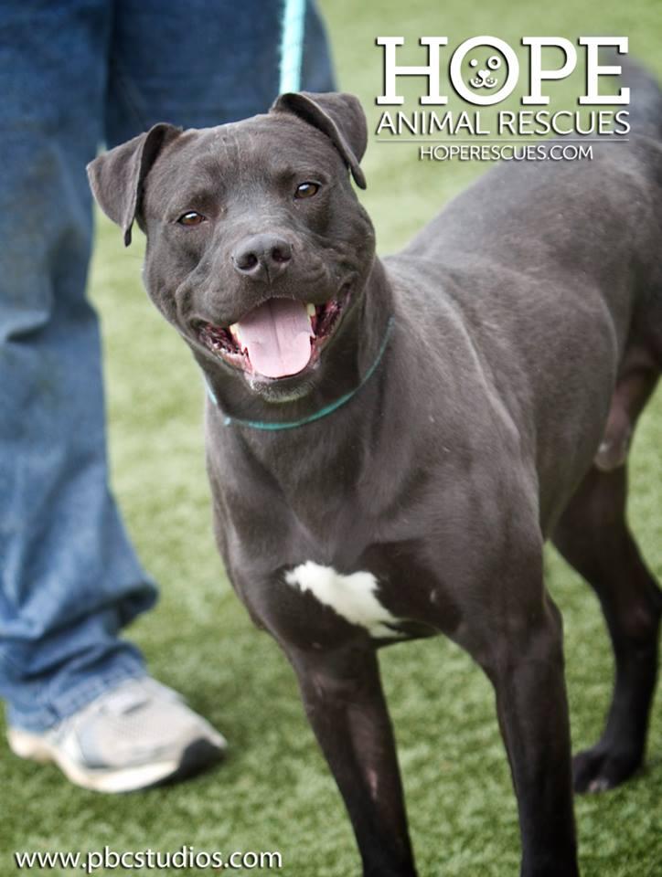 Captain Crunch, an adoptable Pit Bull Terrier in Godfrey, IL, 62035 | Photo Image 1