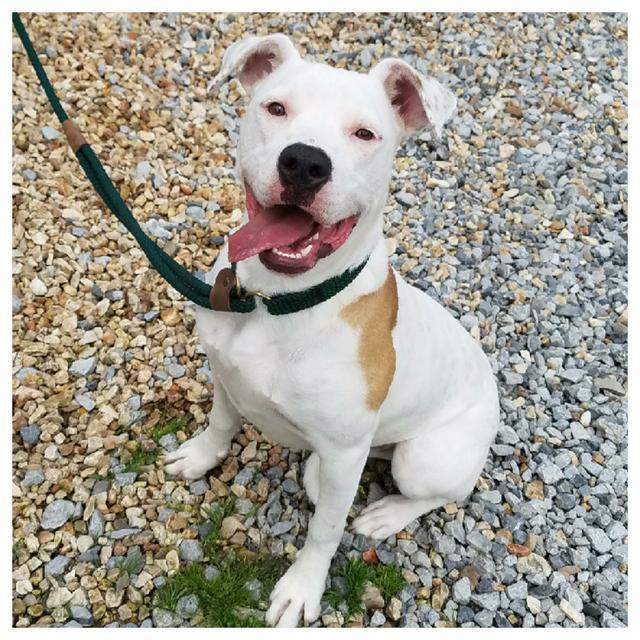 Chardonnay, an adoptable Boxer, American Staffordshire Terrier in Bella Vista, AR, 72714 | Photo Image 1