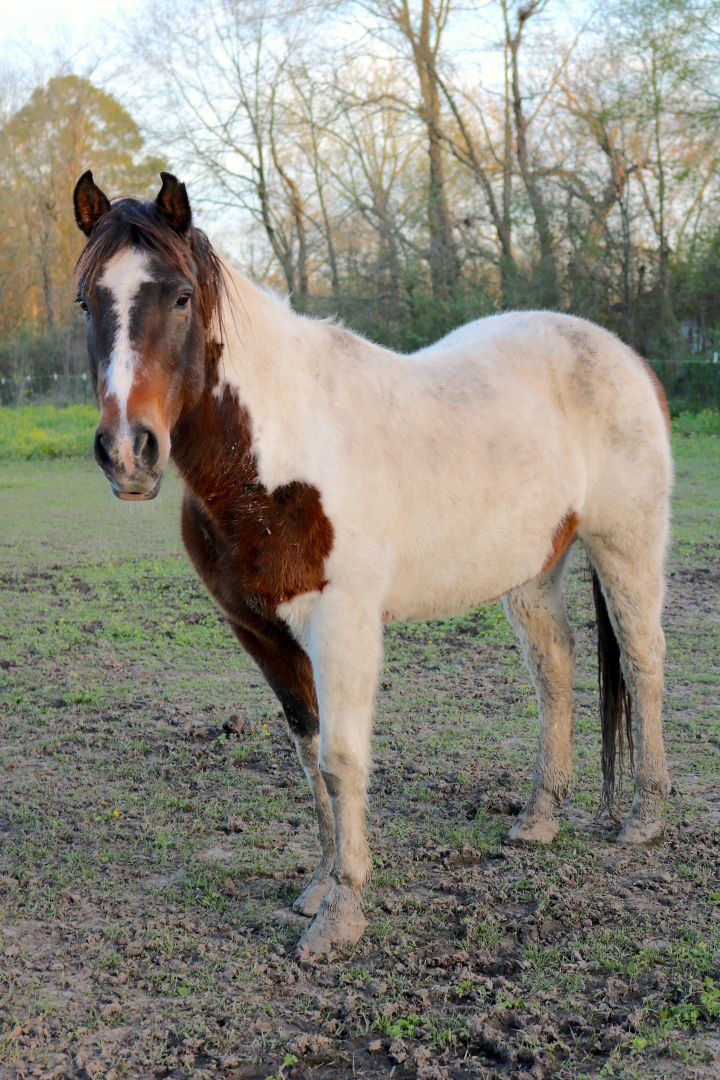 Horse for adoption Buster, a Paint / Pinto in Baton Rouge, LA Petfinder