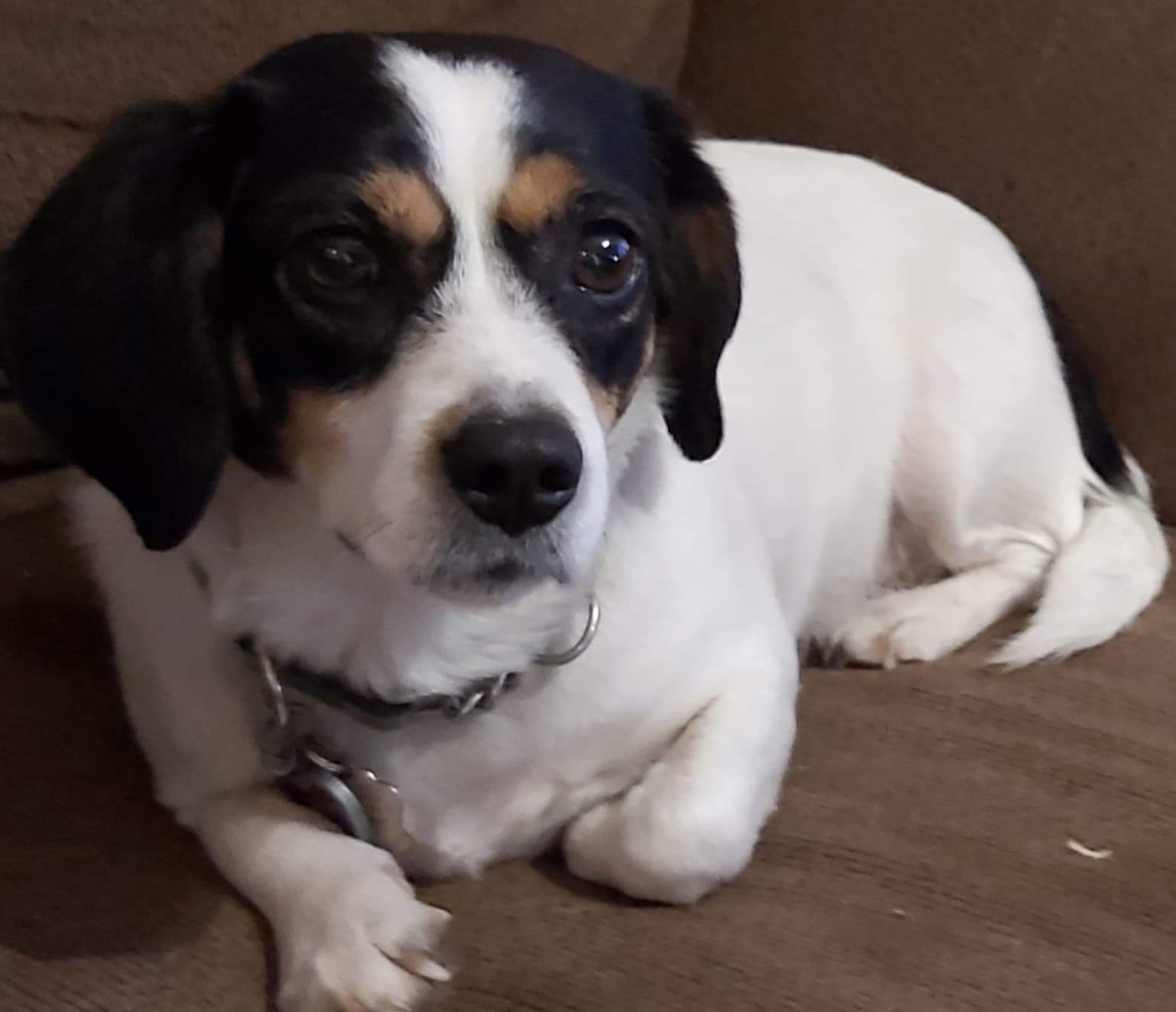 Daisy, forever in foster, donations appreciated, an adoptable Terrier, Cavalier King Charles Spaniel in Lucknow, ON, N0G 2H0 | Photo Image 5