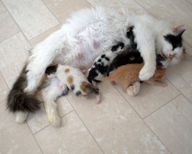 Tickles & her 5 Kittens