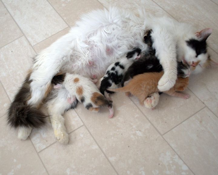Tickles & her 5 Kittens 1